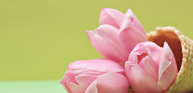 vulnerability, yellow, tulips, flower, pink, close-up, 2K, harbinger of spring, flowers, beautiful, the beginning of spring, three, postcard, ice cream cone