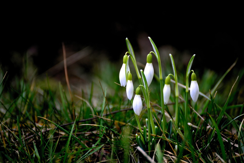 nature, vulnerability, grass, early bloomer, growth, snowdrop, flower head, flora, tender, white color, selective focus, plant, close-up, green color, galanthus