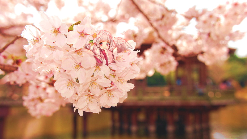 cherry blossom, 1080P, Japanese clothes, pink hair, anime girls