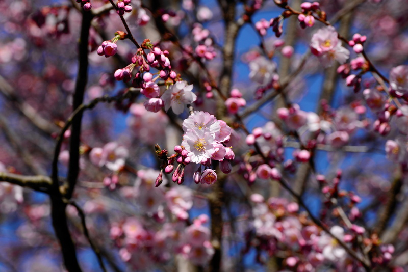 flowers, japanese, colorful, plum blossom, close-up, day, springtime, flowering plant, fruit tree, bloom, flower, japanese cherry blossom, tree, focus on foreground