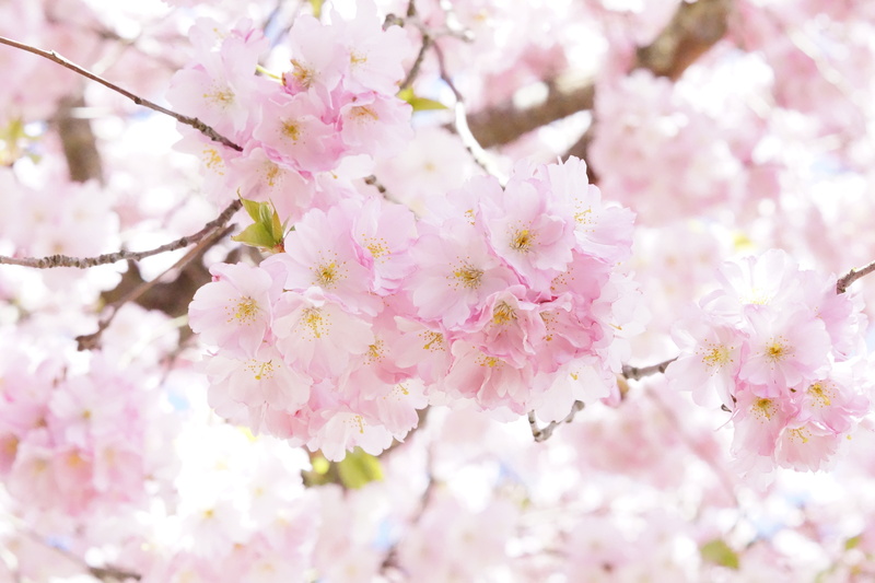 beauty, spring, pink Color, flowers, flower, close-up, selective, focus, petal, growth, japanese flowering cherry, day, overflowing, 5K, fragility, cherry Blossom