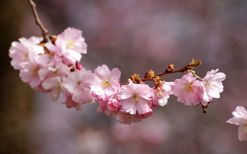 season, nature, pollen, freshness, flowers, cherry blossoms, beautiful, cherry tree, petals, light, blossom, tree, bloom, vulnerability, flower buds, outdoors