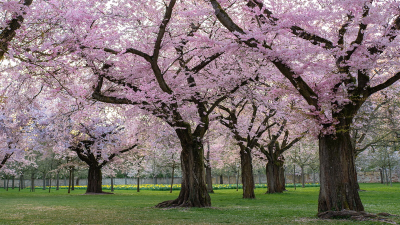 plant, day, trees, growth, trunk, cherry blossom, ornamental cherry, nature, pink color, beauty in nature, freshness, outdoors, fragility, flower, treelined