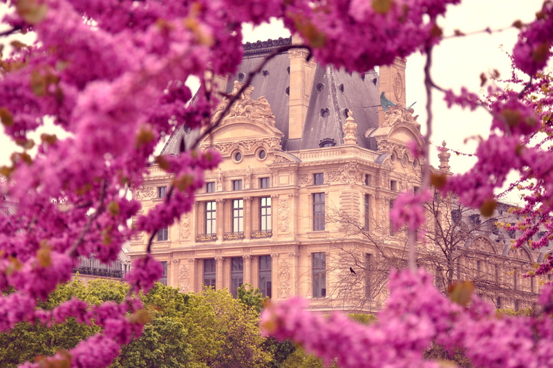 tree, blossom, fragility, building exterior, 4K, flowerbed, paris, beauty in nature, freshness, cherry tree, flowers, springtime, nature, france, cherry blossom