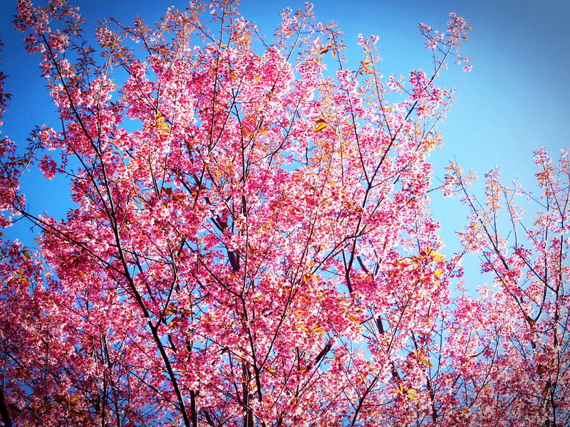 pink color, wild himalayan cherry, texture, outdoor, cerasoides, spring, daytime, flower background, colorful, freshness, plant, park, scene, flowering