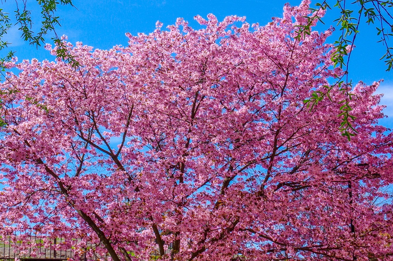 pink, freshness, flower, springtime, nature, branch, blossom, cherry blossom, cherry blossoms, cherry tree, plant, vulnerability, sky, flowering plant