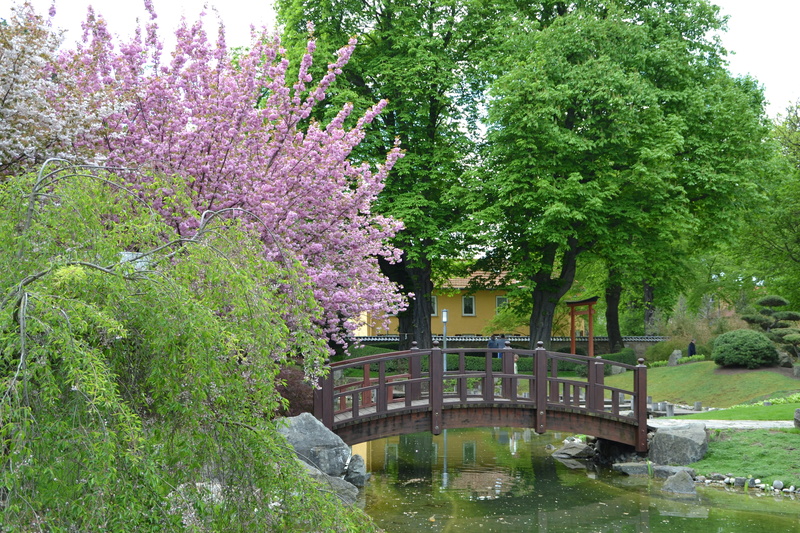 ornamental Garden, bridge - Man Made Structure, bad, arch bridge, growth, springtime, freshness, japanese garden, manhattan - New York City, flower, footbridge