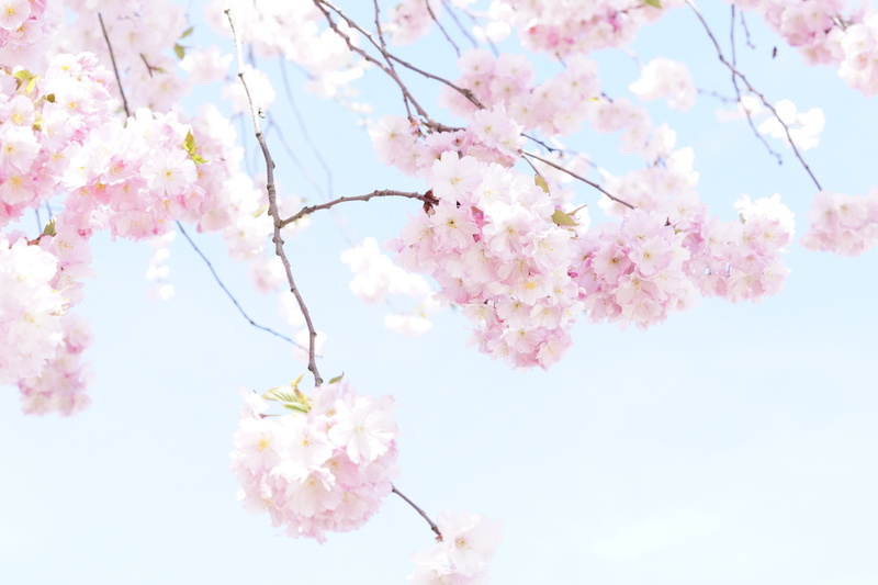 pink, bunch of flowers, sky, japanese flowering cherry, japanese cherry, growth, tree, sweet, wonderful, flowers, fragility, nature, blütenmeer, freshness
