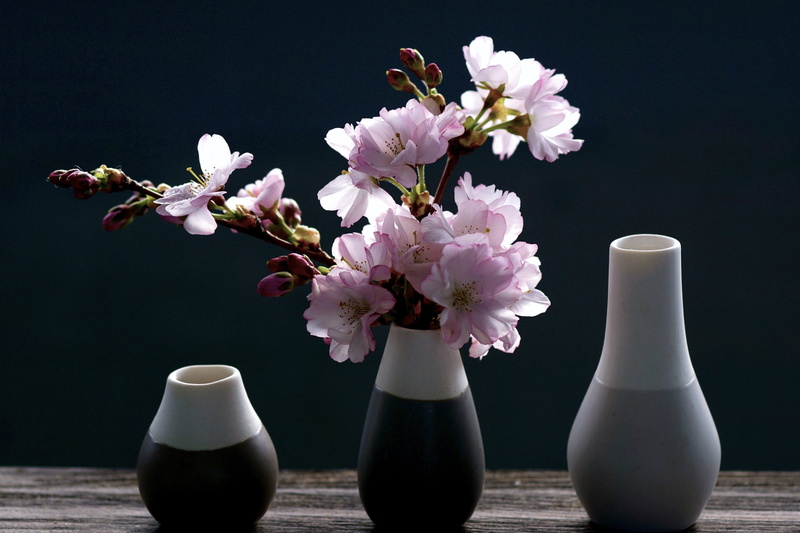 nature, pink, flower head, light and shadow, beauty in nature, flower, pastel, plant, spring flowers, the spring messenger, arrangement, freshness, close-up
