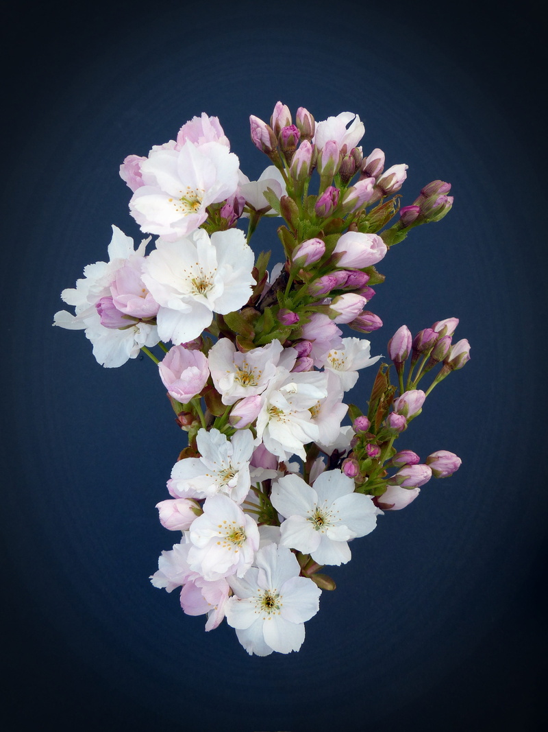 no people, nature, season, beauty In Nature, plant, cherry, column cherry, pollen, flowering plant, japanese flowering cherry, 4K, directly above, freshness