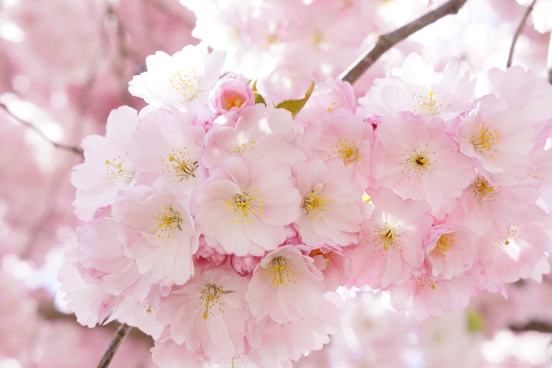 japan, tree, cherry, flowers, bloom, romance, flower tree, overflowing, bunch of flowers, petal, 5K, nature, ornamental cherry, japanese cherry, spring