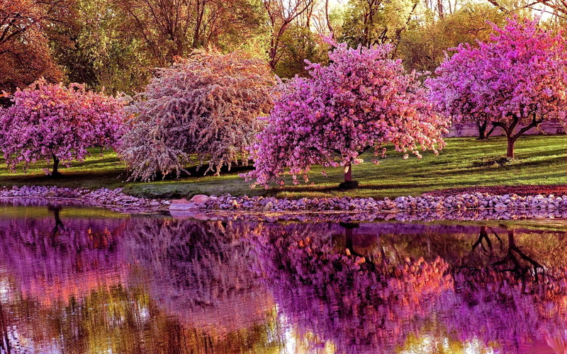 cherry blossom, springtime, Earth, purple, fragility, ornamental garden, Toledo, flower, freshness, Reflection, blossom, lake, water, growth, tranquil scene