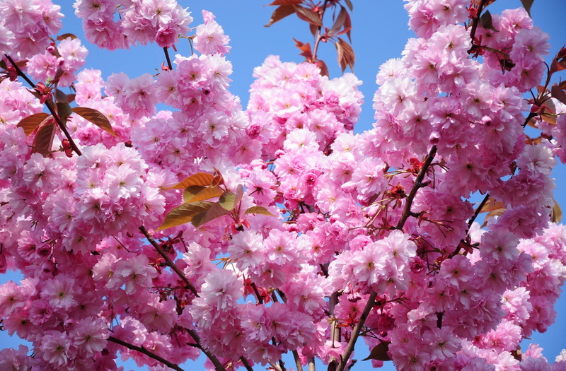 japan, season, flowering plant, outdoors, blossoms, japanese Culture, flower, vulnerability, botany, bunch of flowers, petal, cherry Blossom, growth, day