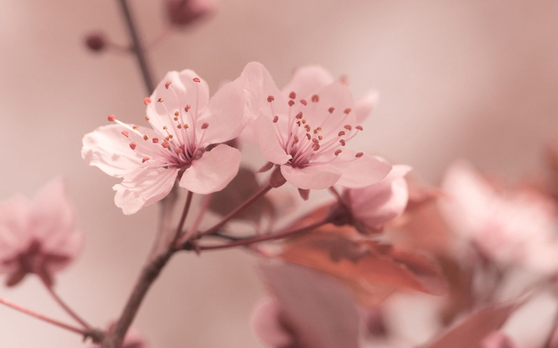 summer, color Image, close-up, botany, petal, blossom, branch, bunch of flowers, plant, pollen, outdoors, defocused, april, sakura, fragility, japan, plum blossom