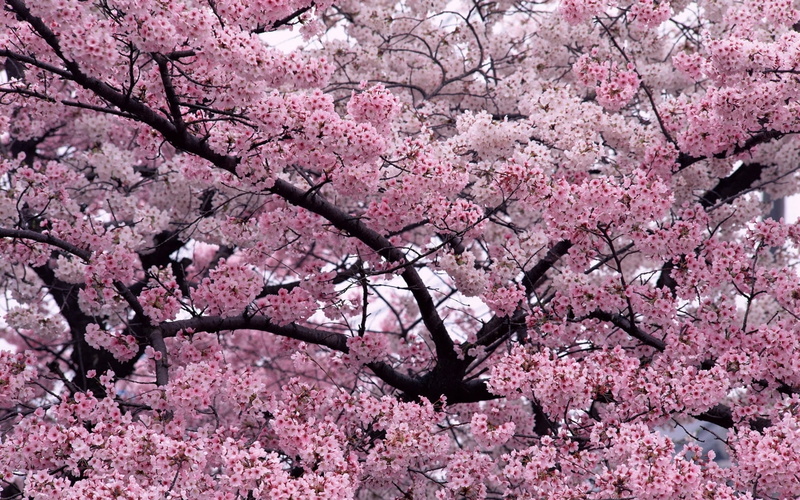 no People, cherry Blossom, low angle view, nature, branch, japanese Culture, blossoms, botany, mood, pink Color, close-up, blossom, flower, blossoming