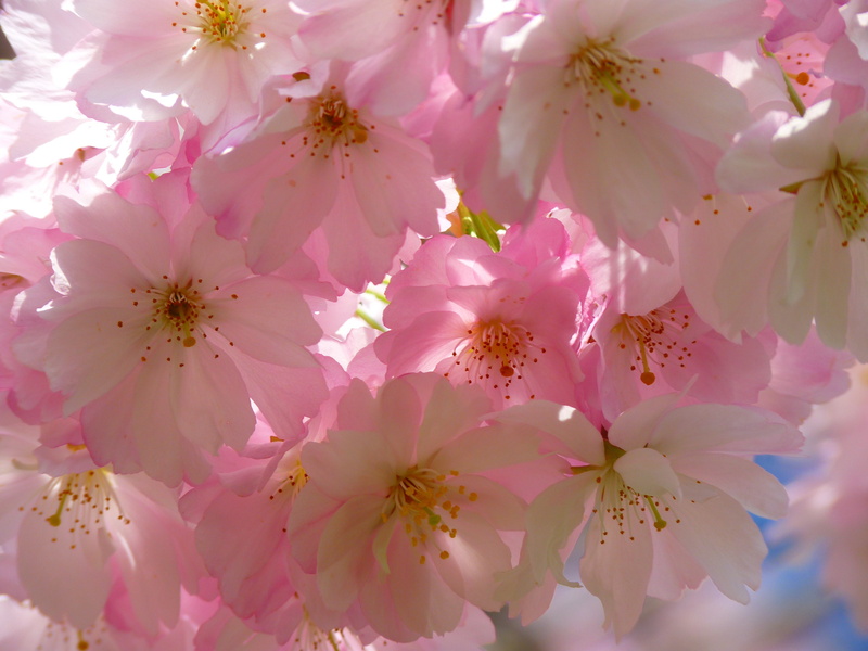 fragility, flower Head, leaf, backgrounds, springtime, no People, bunch of flowers, freshness, petaled, nature, outdoors, white, pink Color, cherry tree