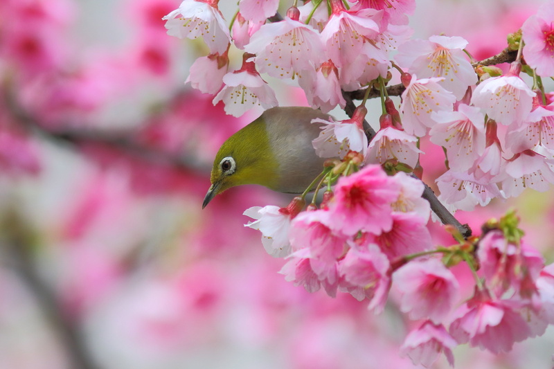 cherry, bird, eye, blossom, branch, Sakura, Spring, white, 2K, Japanese, flowers