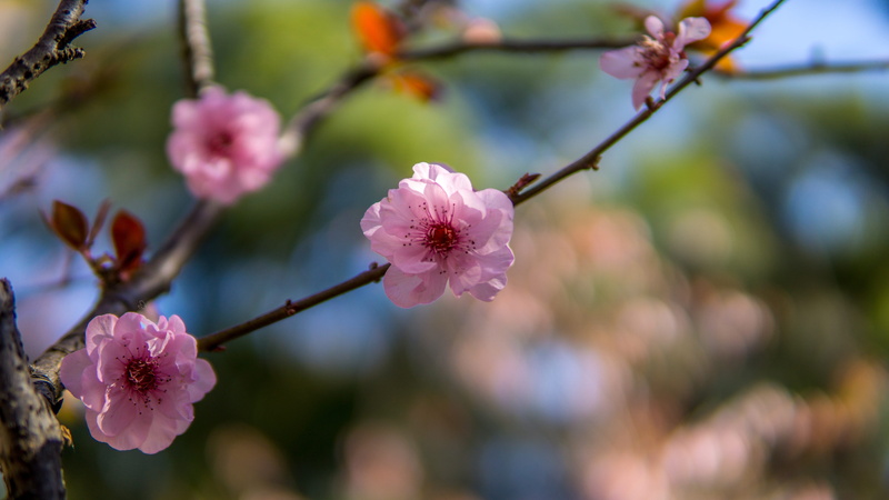 close-up, japan, beauty in nature, sakura, cherry tree, growth, flower head, focus on foreground, inflorescence, petal, pink, nature, freshness, plum blossom