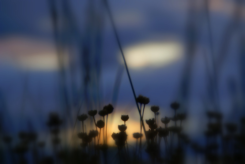 defocused, time, night time, summer, sunset, night, landscape, silhouette, 4K, flowers, light, nature