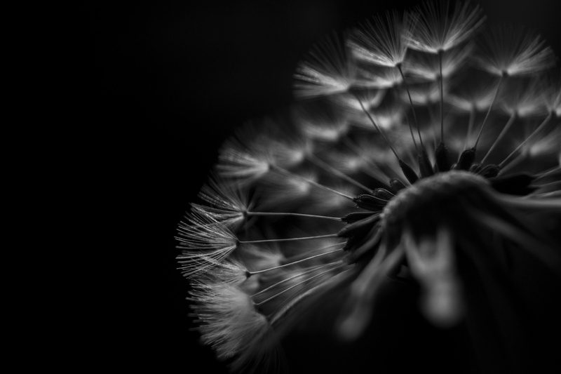 Flower, exposure, time, Explore, dandelion, photo, mist, blackandwhite, nature, Spring, details, clarity, Explored, DOF, 5K, Orbit, Cool, bw, macro, minimalist