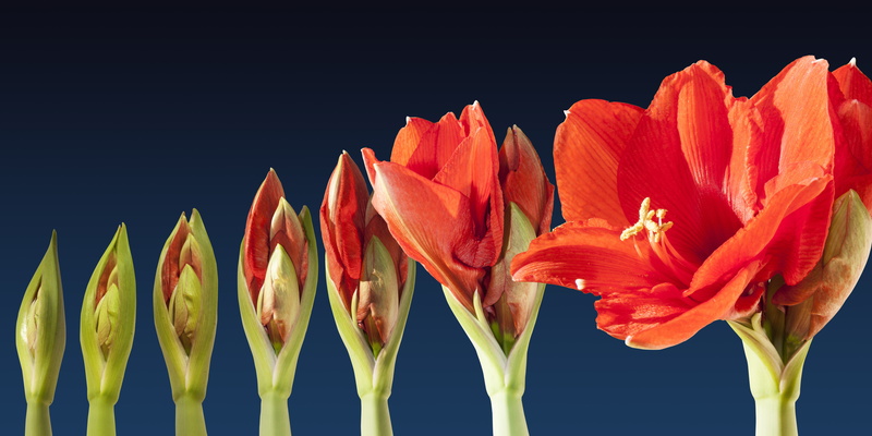 petaled, blossom, bloom, green, doldiger pollen, inflorescence, early, flowers, tulip, amaryllis, stem, fragility, close, multi colored, yellow, growth
