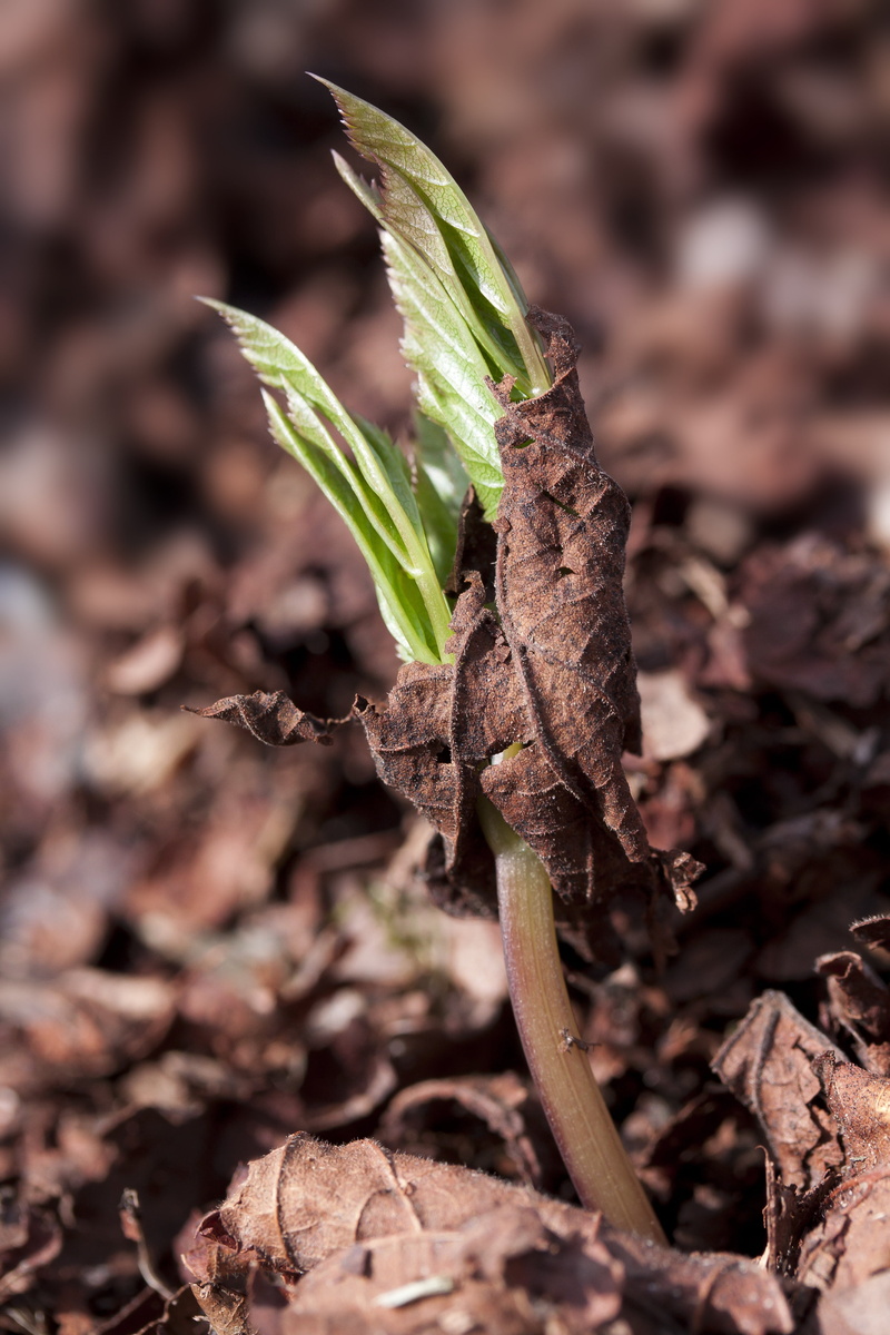 green, land, spring, sunlight, aegopodium podagraria, plant part, seedling, leaf, selective focus, 4K, close-up, outdoors, macro, brown, seeds, wild vegetables