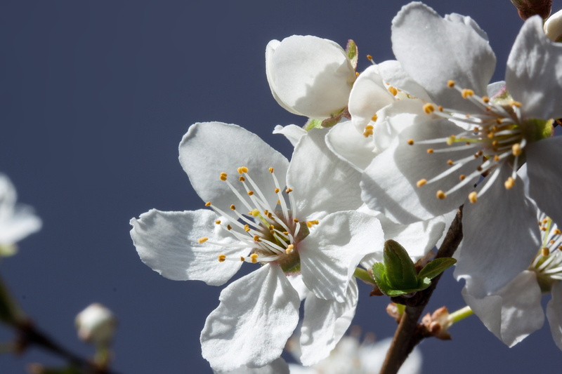 flowering plant, pollen, tree, bud, flowers, subspecies of the plum, blossom, nature, fragility, beauty in nature, flower, lenz, yellow plum, plant, outdoors