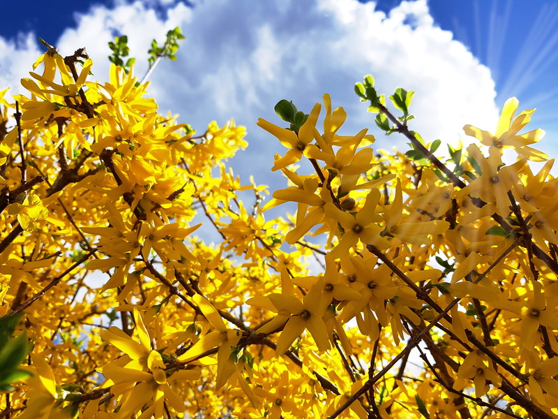 no people, outdoors, growth, bloom, garden, forsythia, lenz, 4K, golden bells, branch, springtime, close-up, vulnerability, fragility, bush, gold lilac