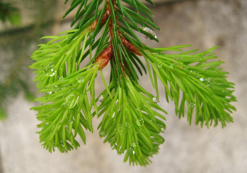 raindrop, new beginning, drop of water, rainy weather, 2K, beaded, fir tree, botany, wet, precipitate, day, garden, selective focus, leaf, plant part