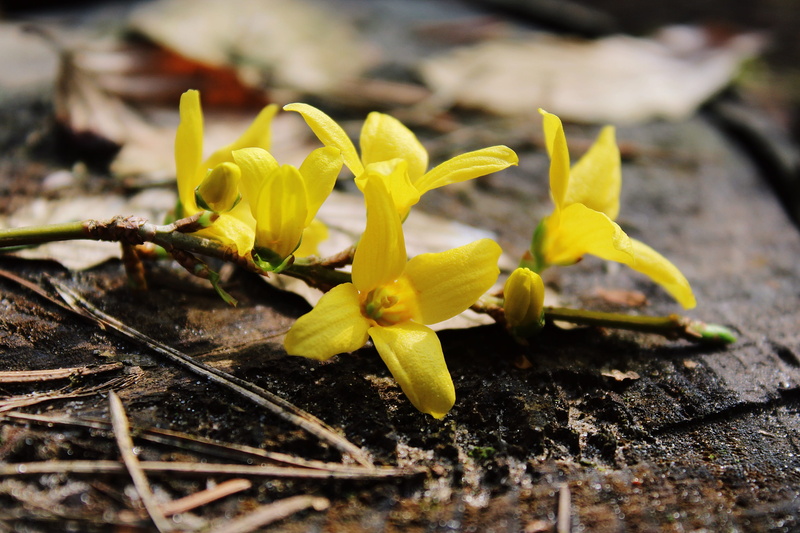 spring, plant, focus on foreground, april, gold shrub, yellow, nature, close, no people, springtime, decoration, outdoors, forsythia hedge, stangeblueter
