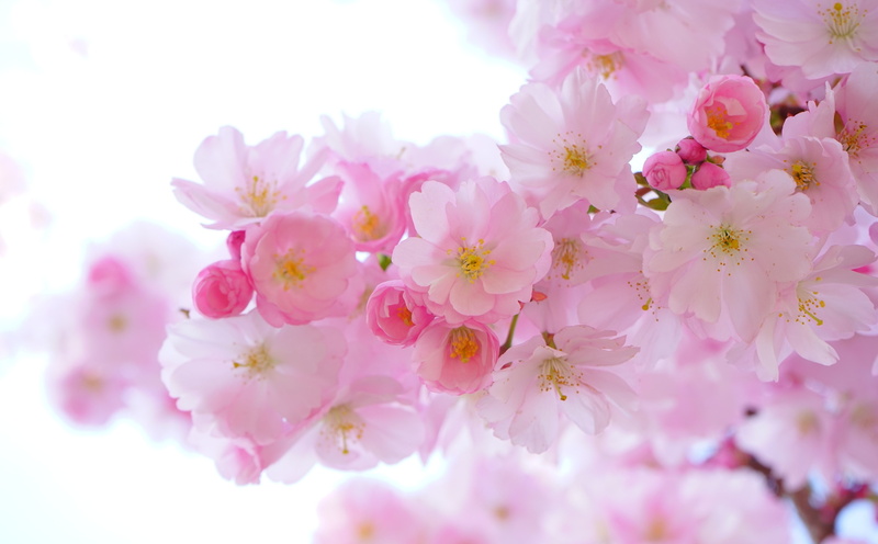 bloom, growth, Seasons, japanesecherry, cherry tree, flowering plant, japanese, pollen, Pink, Flowers, Color, floweringtime, petal, hd, bunch of flowers