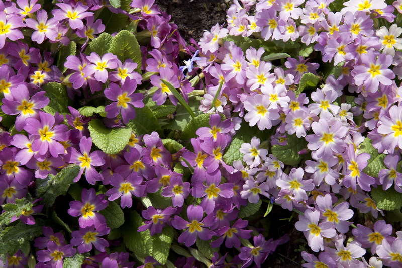 fragility, outdoors, purple, full frame, 4K, flowering plant, cowslip, plant, vulnerability, growth, flowerbed, close-up, pink, primula modesta, petal