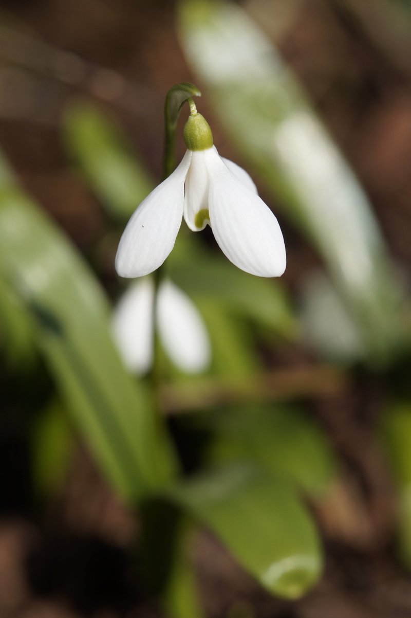 outdoors, snowdrop, nature, 5K, flower, freshness, blossom, bloom, no people, february, lenz, close, flower head, inflorescence, flowering plant, harbinger of spring