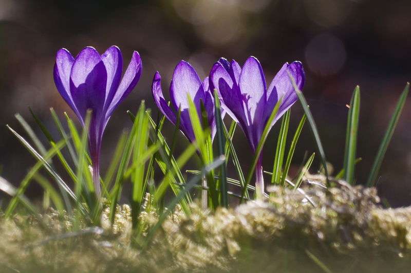 petal, nature, close-up, springtime, crocus, flowering plant, spring, flower, grass, schwertliliengewaechs, outdoors, no people, vulnerability, selective focus
