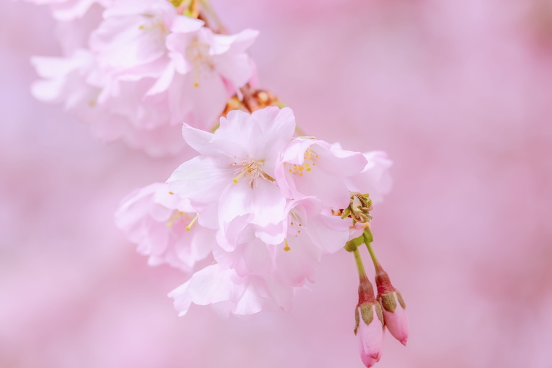 no people, flower, purple, flowering twig, flowering plant, flower arrangement, vulnerability, spring, 4K, pink, freshness, growth, cherry tree