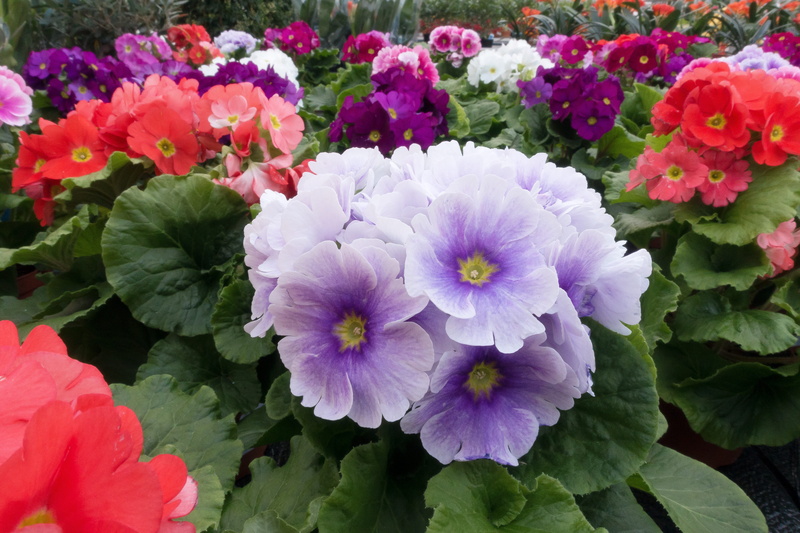 flower, white, vulnerability, multi colored, primula, freshness, primula vulgaris hybrid, petal, purple, Primula Vulgaris, primrose, springtime, spring