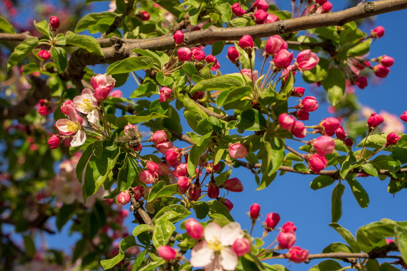 pink, cherry tree, food, leaf, bee, close-up, bud, berry fruit, white, petal, plant part, flora, red, food and drink, blossom, sakura, ripe, color, outdoors