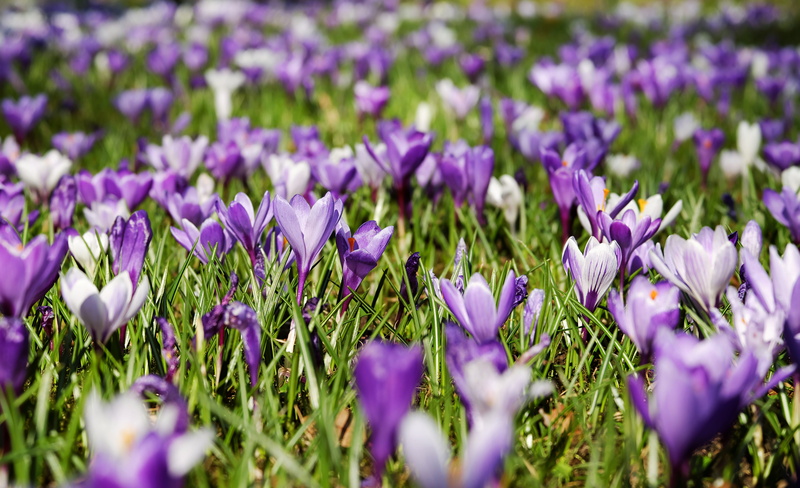 freshness, frühlingsblüher, no people, sea of flowers, iris, 4K, nature, white, flower, spring, springtime, violet, the beginning of spring, land, flower head