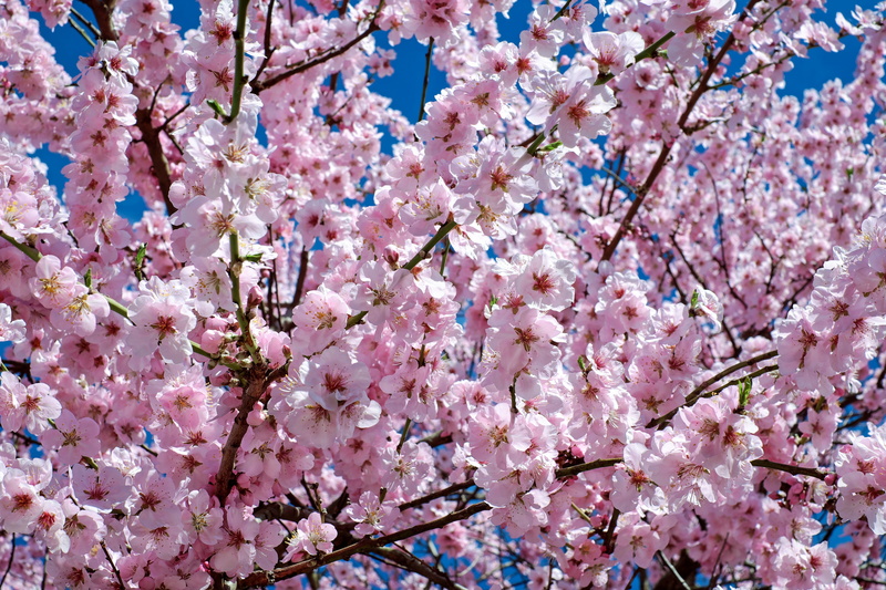 lenz, flowers, flower head, japanese flowering cherry, flower, botany, bud, fragility, vulnerability, no people, bunch of flowers, tree, spring, black