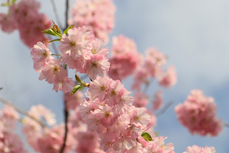 petal, season, flower arrangement, fragility, day, japanese cherry trees, pink color, flower, plum blossom, growth, flowers, outdoors, romance, branch