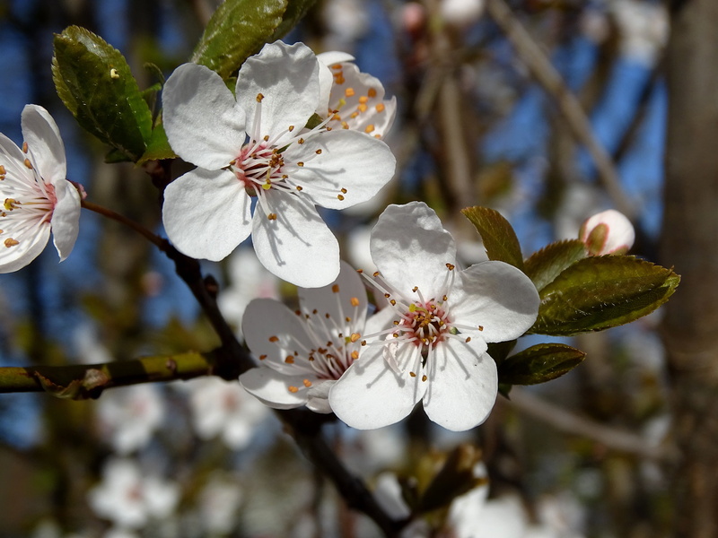 plant, close-up, fruit tree, white, branch, cherry tree, cherry, flower head, fragility, vulnerability, close, flowers, beauty in nature, growth, freshness