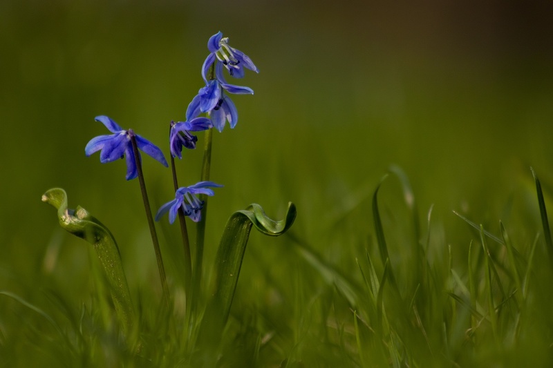 green color, outdoor, purple, iris - plant, fragility, no people, 1080P, bloom, field, lenz, in the, blossom, leaves, beauty in nature, spring, nature