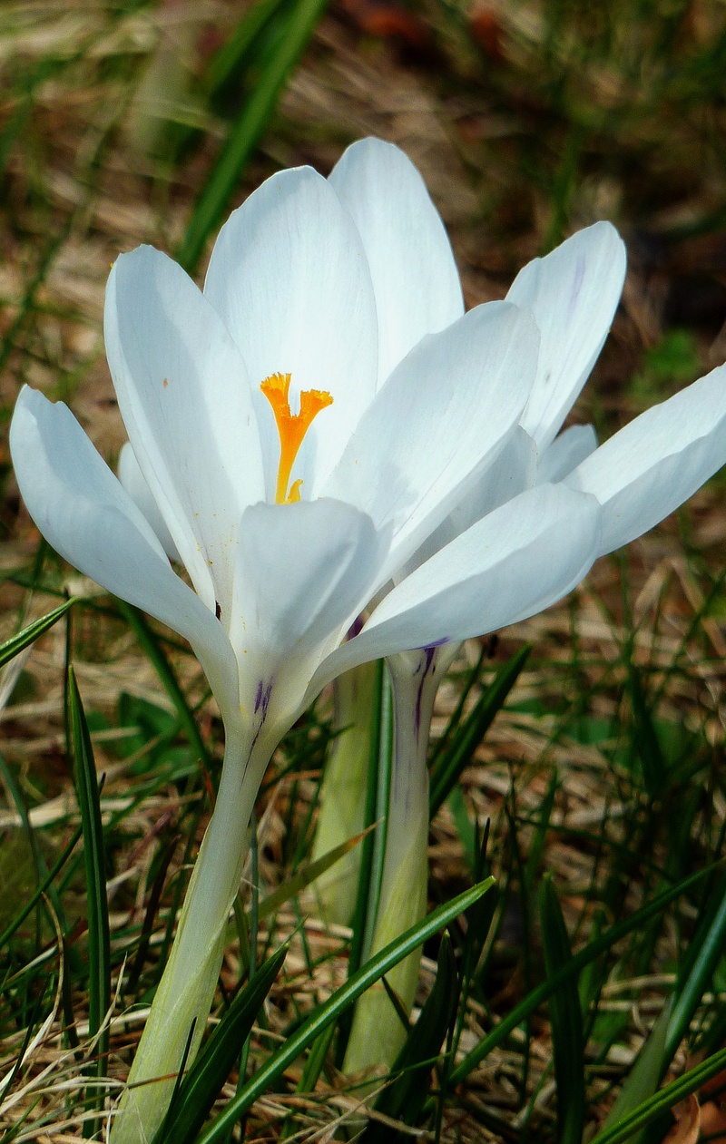 flower head, fragility, 1080P, freshness, plant, land, flower, flowers, pollen, frühlingsanfang, no people, frühlingsblüher, iris, colorful, inflorescence