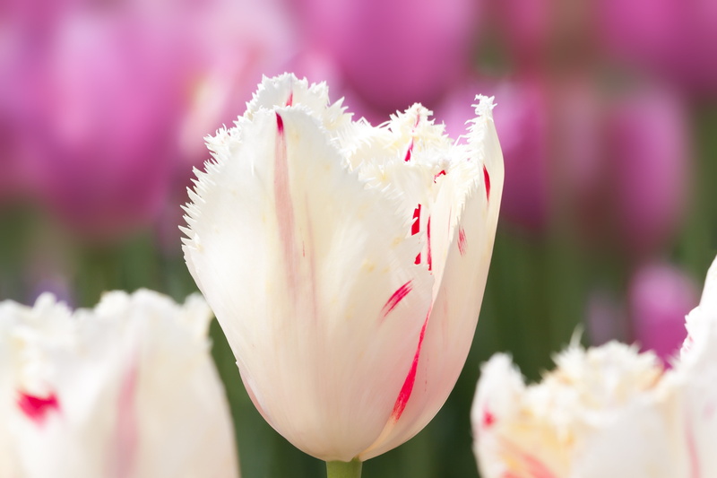 day, red, beauty in nature, white, growth, petal, lenz, pink color, flowerbed, bloom, softness, outdoors, photo, spring, gardening, pink, white color, no people