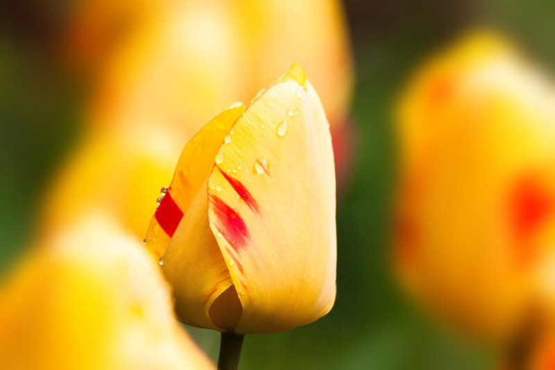 no people, lenz, in the, orange, yellow, nature, beauty in nature, red, focus on foreground, close-up, fragility, flora, tulips, growth, schnittblume, freshness