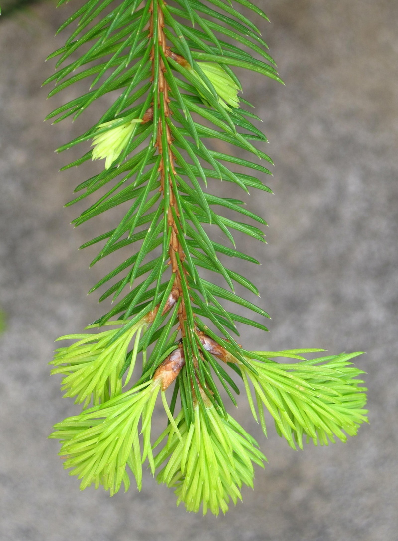 plant, spring, pine top, live new, pine tree, no people, tree, fir tree, beauty in nature, light green, green, time of year, close-up, green color, lenz