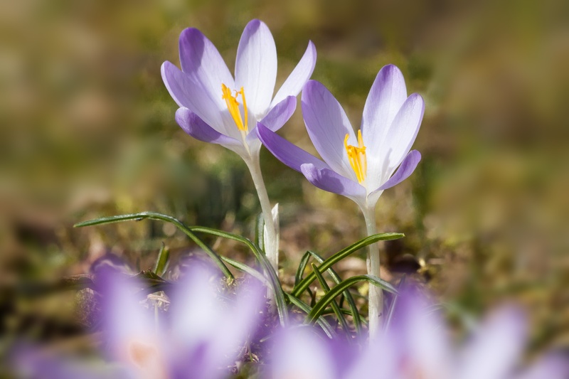 land, flora, spring awakening, flower, growth, flowers, violet, softness, plant, vulnerability, flowering plant, outdoors, crocus, purple, spring crocus