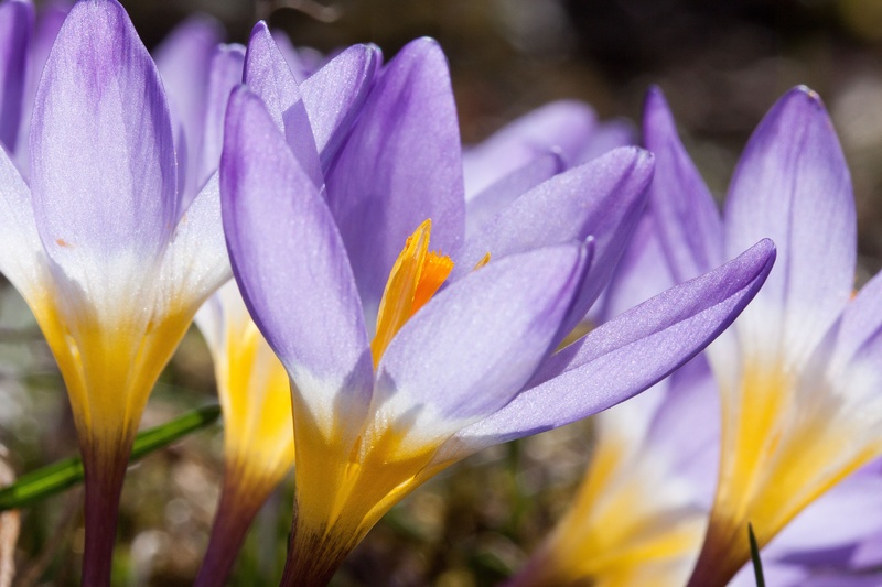 yellow, spring crocus, freshness, flowers, flower, vulnerability, no people, bloom, schwertliliengewaechs, flowering plant, lenz, day, iris, beauty in nature