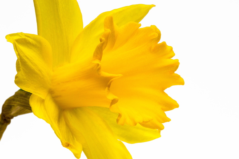 flora, yellow flowers, beauty in nature, narcissus pseudonarcissus, fragility, nature, april, bloom, cut out, freshness, peace, 5K, petal, close, ostergloeckchen