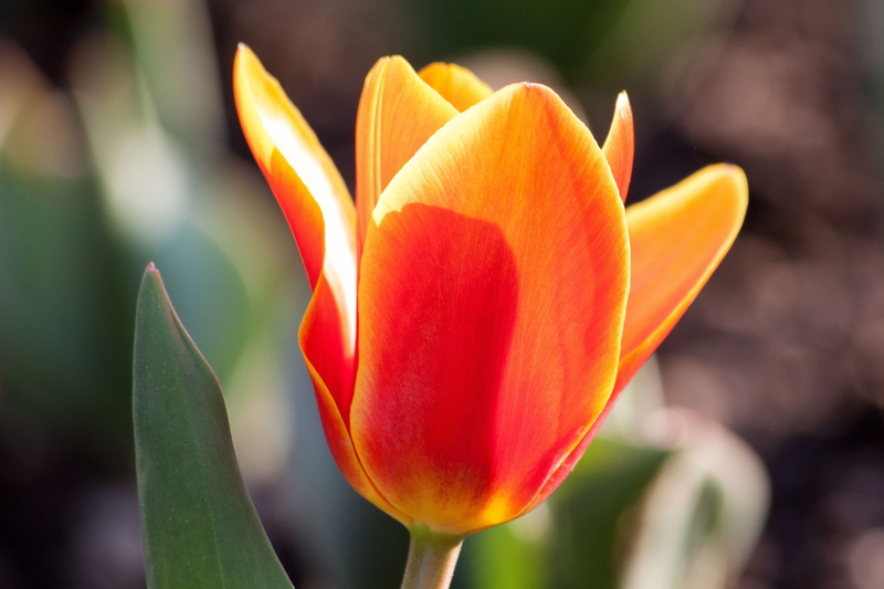 lenz, flower, flora, tulip, plant part, leaf, growth, yellow, flowerbed, plant, flowers, soft focus, bloom, back light, close-up, lily, freshness, beauty in nature